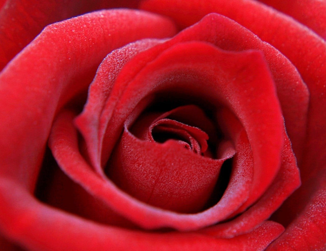 red rose, rose, feeling